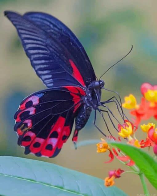 Swallowtail Butterfly Insects Painting by Numbers.jpeg