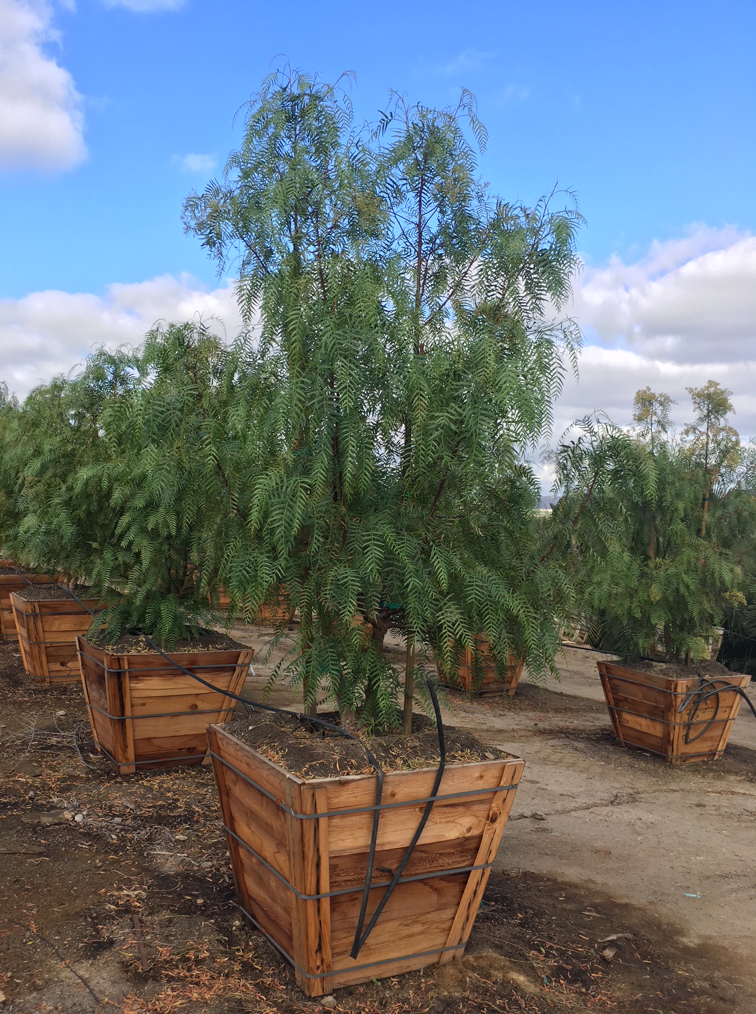 Treating Box Blight And Other Box Problems Primrose Blog