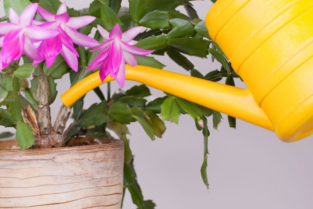 Why is my christmas cactus leaves curling? (causes+fix)