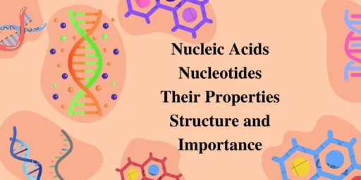 Nucleic acids nucleotides their properties structure and importance