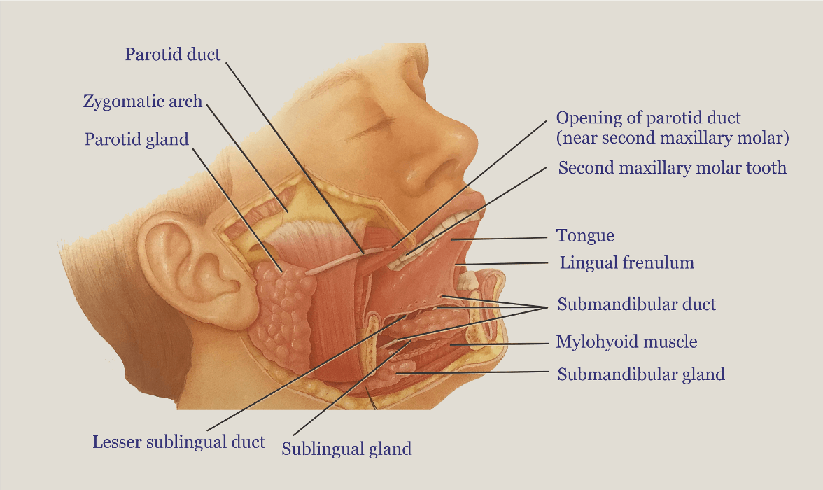 Mohamed el fiky associate professor of anatomy. Salivary Glands Nursing Lecture
