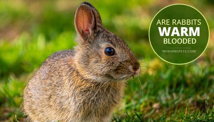 Are Rabbits Warm Blooded? - Nursing Pets
