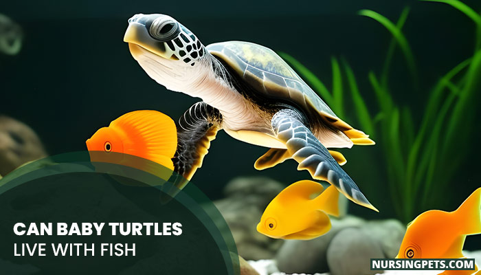 Turles Fish Can Baby Turtles Live With Fish? - Nursing Pets