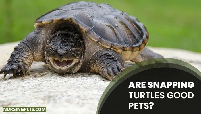 Are Snapping Turtles Good Pets?