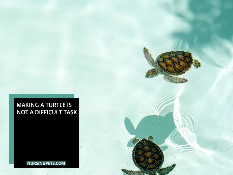 Can Turtles Survive In Pool Water? Nursing Pets