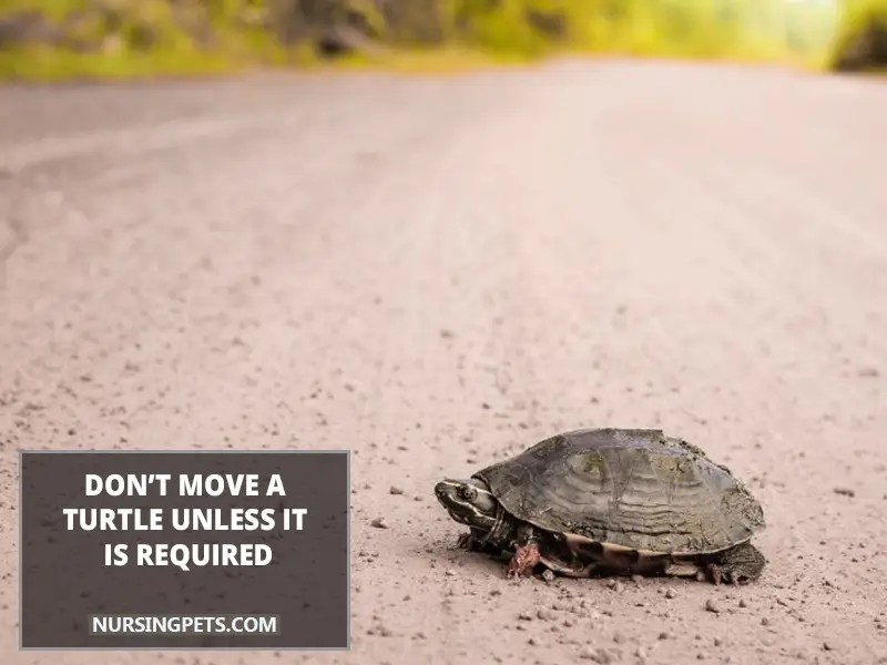 Why You Should Not Relocate Turtles? Nursing Pets