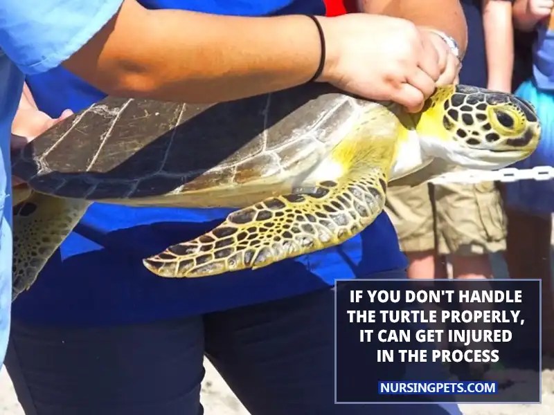 Why You Should Not Relocate Turtles? Nursing Pets