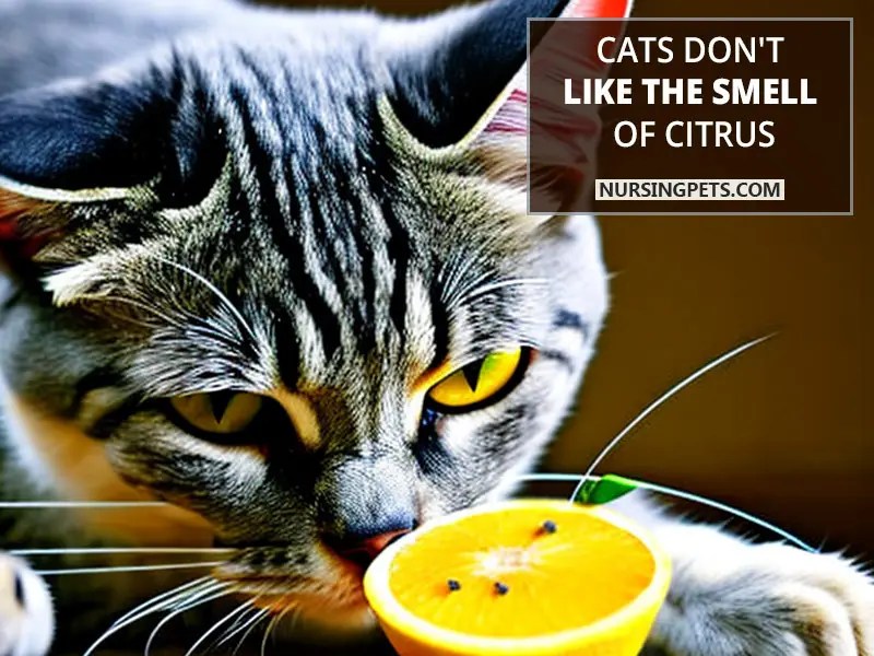 Cats don't like the smell of citrus