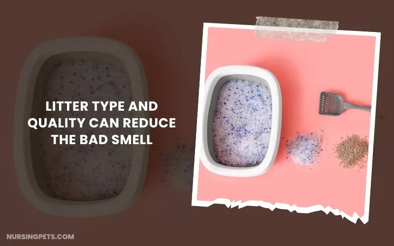 Why Does Cat Poop Smell So Bad? Nursing Pets