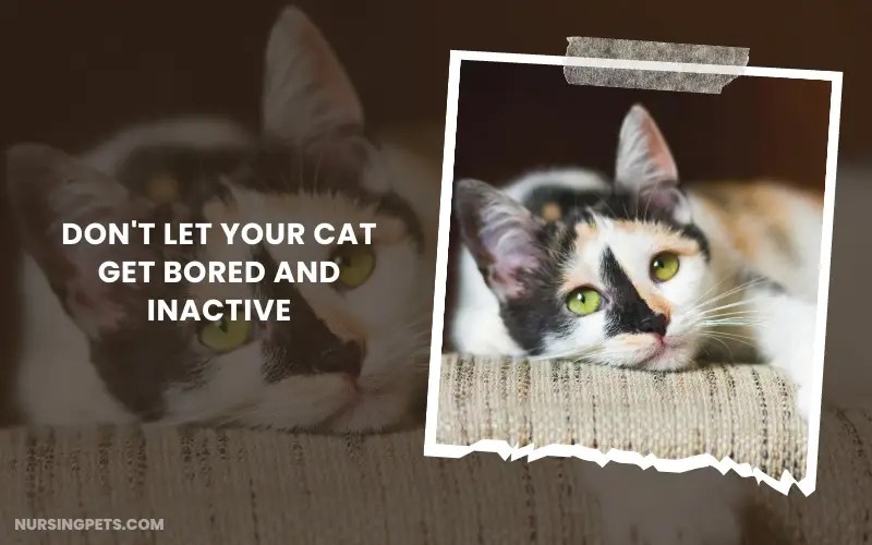 Why Is Your Cat Gaining Weight But Not Eating? Nursing Pets