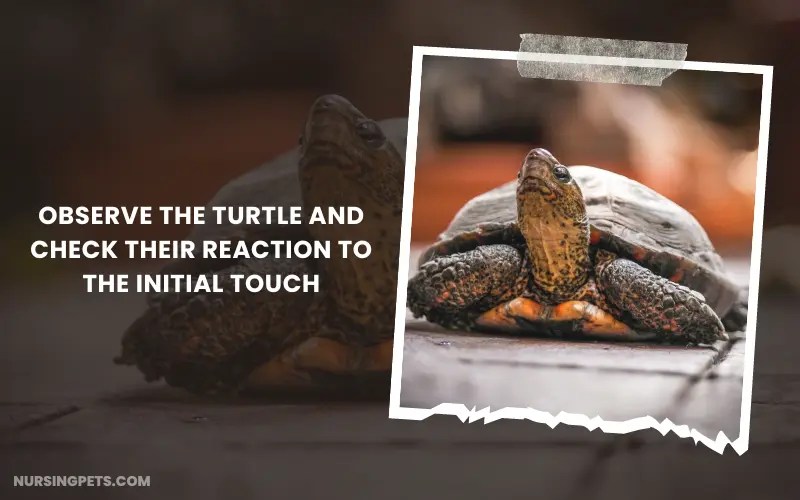 Do Turtles Like To Be Petted? To Touch Or Not To Touch Nursing Pets
