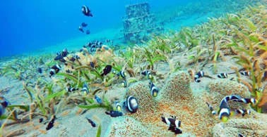 7 Destinasi Wisata Kepulauan Sangihe, Banyak Gunung Api Bawah Laut