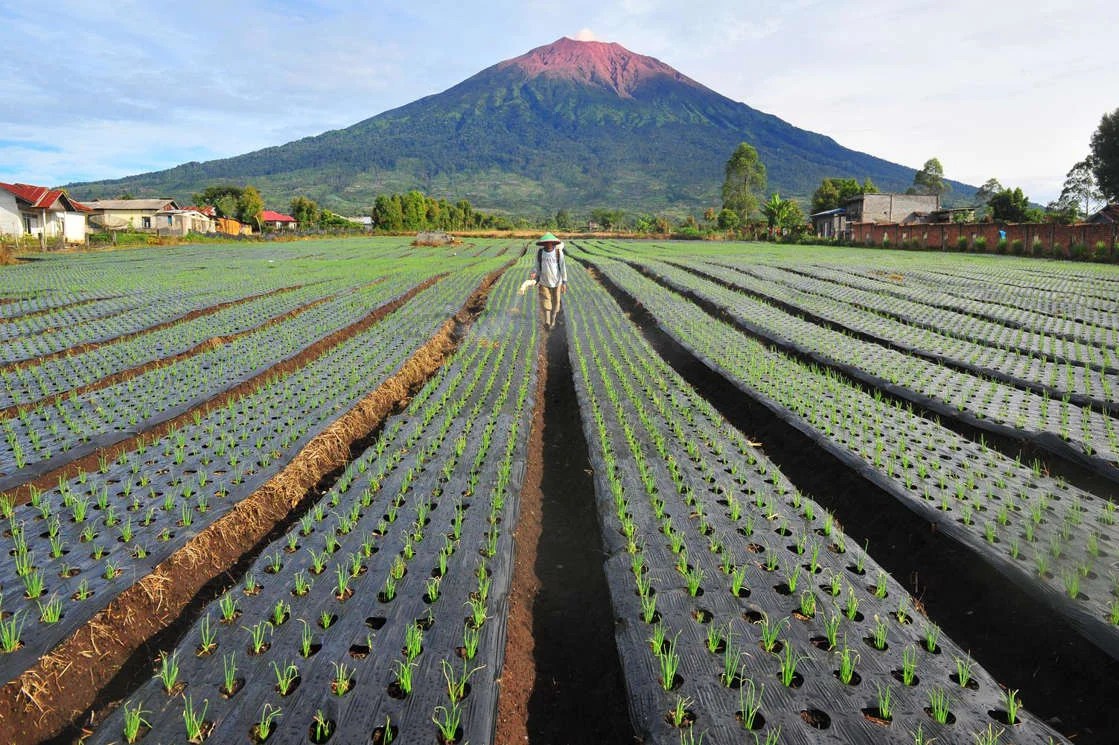 7 Gunung Tertinggi di Indonesia