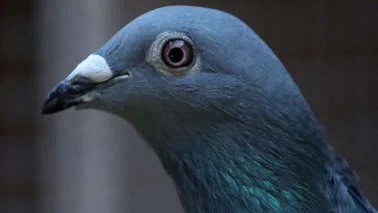 Mengenal Mambruk, Burung Dara Bermahkota Indah Asal Papua