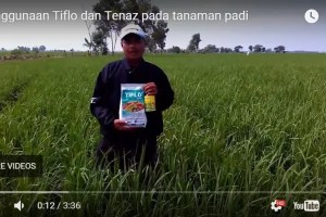 Testimoni Petani Pengguna Silika Tenaz dan Fungisida Tiflo