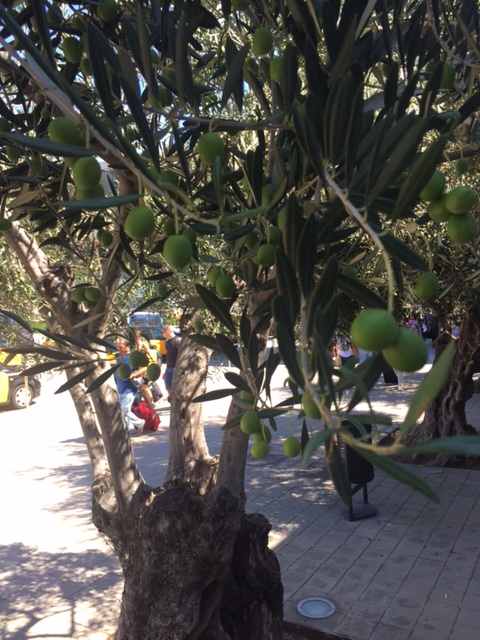 Olive trees at the airport, right outside terminal 2