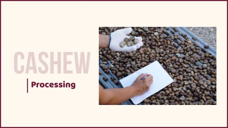 Professional Cashew Nut Processing Solution Longer - Download Amazing Colorful Design | Mobile
