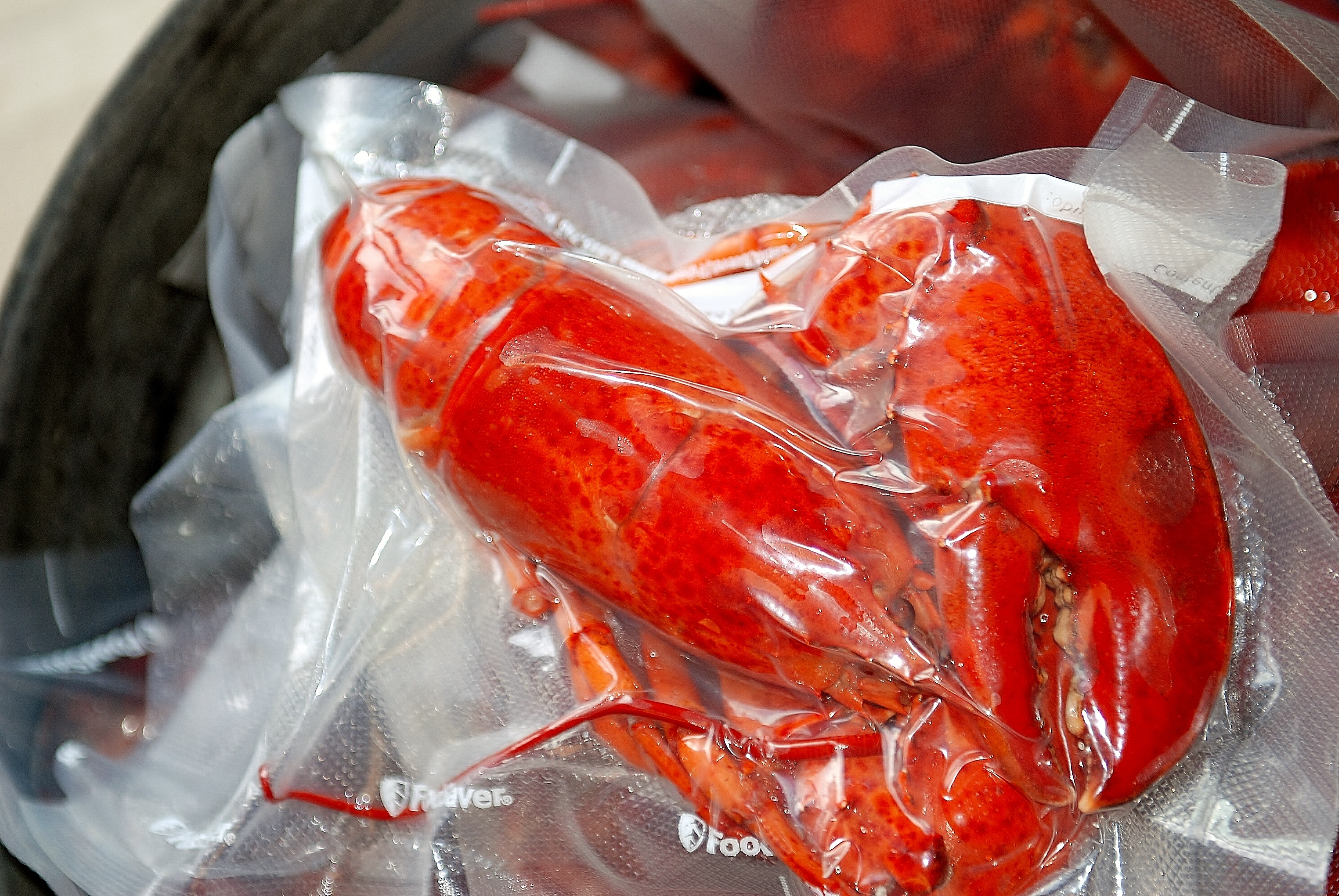 Fresh Atlantic Ocean Lobster Boil. Nutmeg Disrupted