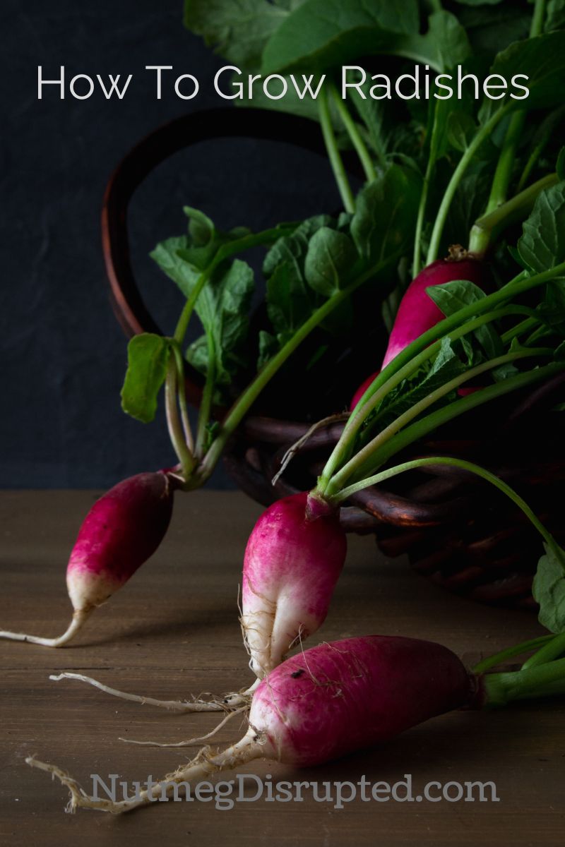 How To Grow Radishes - Nutmeg Disrupted