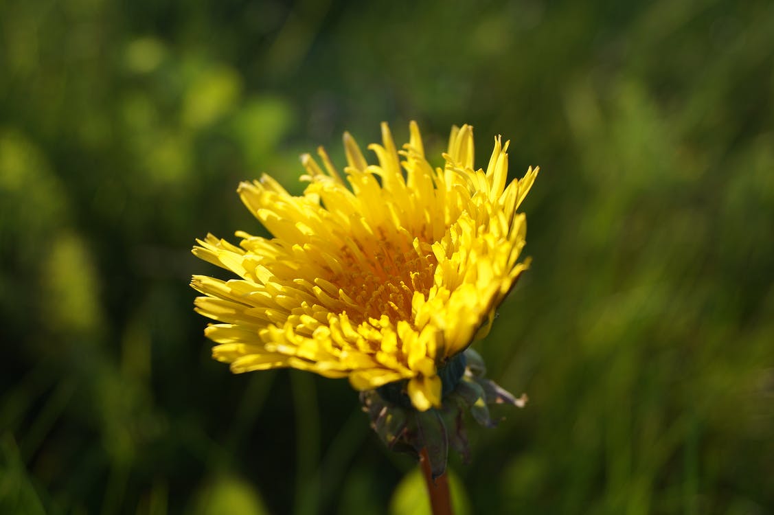 Read more about the article Is Dandelion Tea Healthy? Discover The Benefits Of This Remarkable Plant