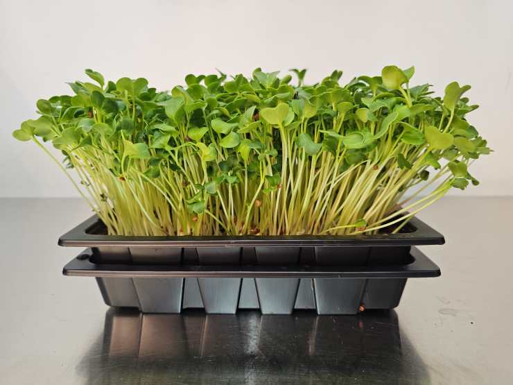 Tray of young microgreens with vibrant green leaves and long stems, placed on a reflective surface.