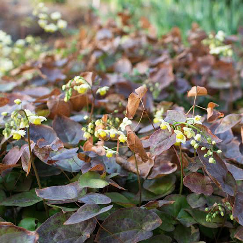 Planta de Epimedium Brevicornum, ingrediente principal de Horny Goat Weed.