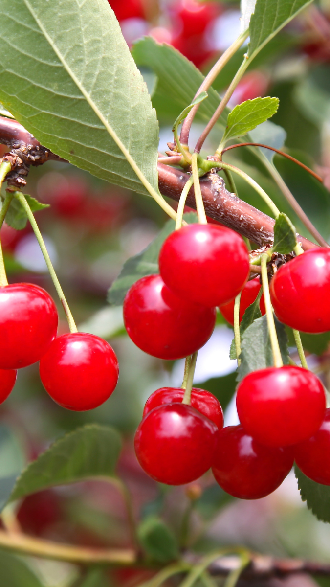 ΚΕΡΑΣΙΑ ΜΙΑ ΓΕΥΣΤΙΚΗ ΥΠΕΡΤΡΟΦΗ