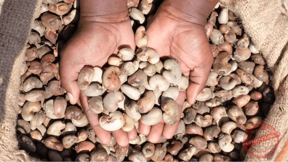 Raw cashew nuts