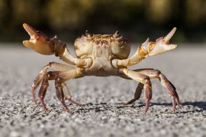 feeling crabby without pregnenolone feeling crabby without pregnenolone