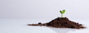 from seed to sprout from seed to sprout
