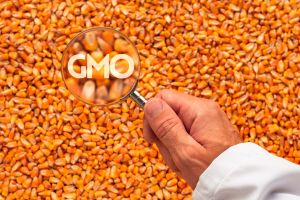 corn is genetically modified corn is genetically modified