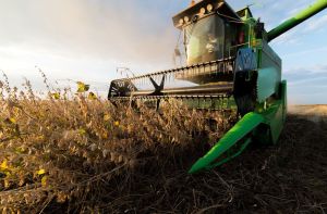soy can cause inflammation in the body soy can cause inflammation in the body