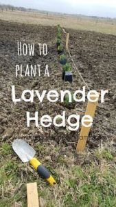 grow your own lavender for skin care Plant some lavender to use in your skin care products