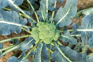 broccoli for skin broccoli for skin
