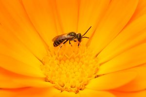 Pesticides and organic foods
