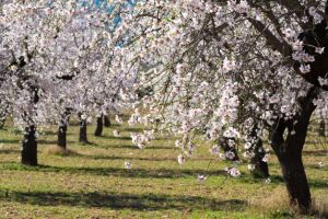Almond tree