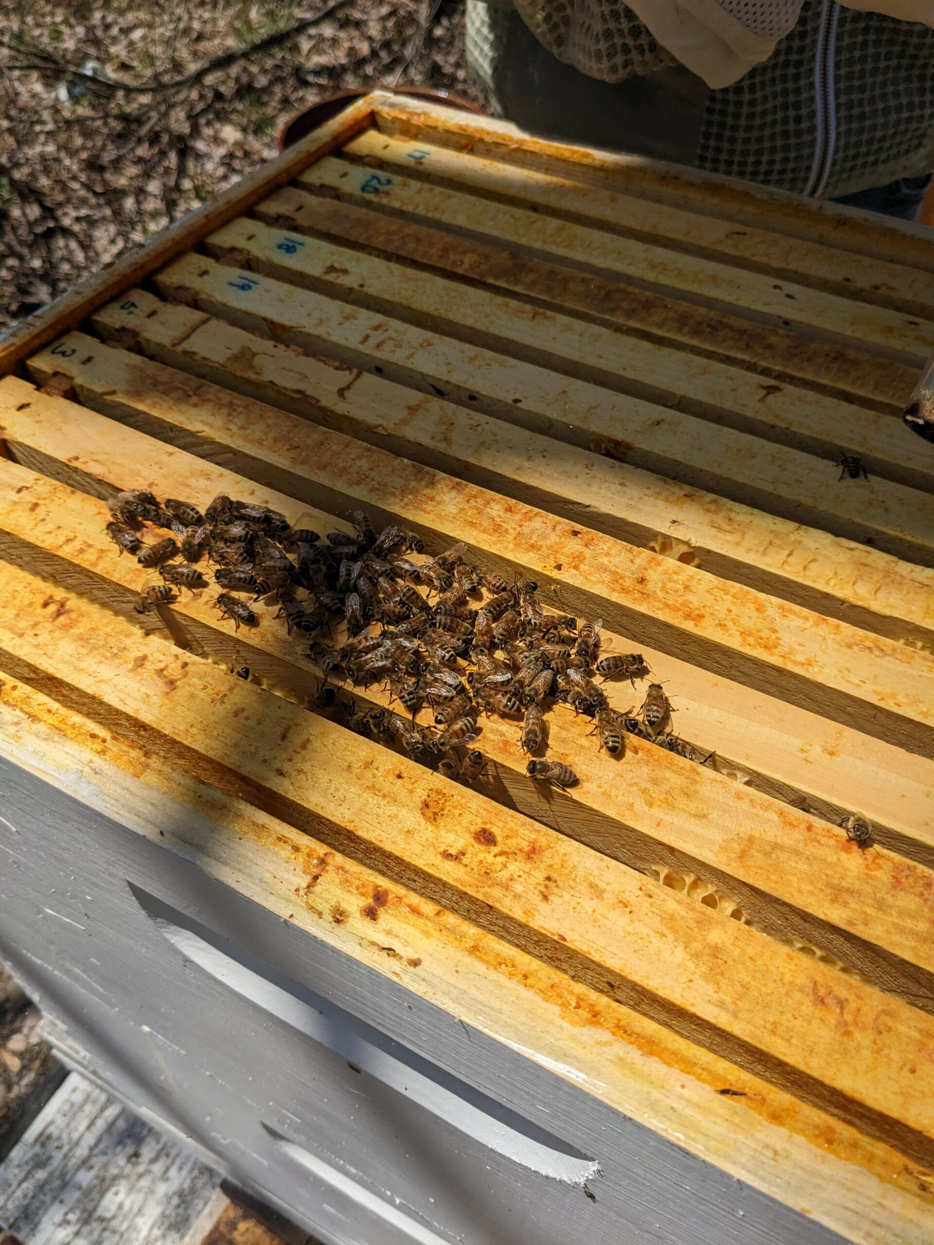 year 1 beekeeping failure