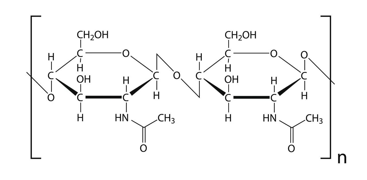 Fungal cell walls: structure & function explained