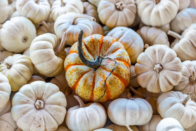 pumpkin patches in reno