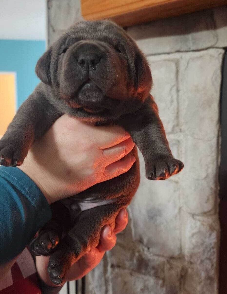 Embracing majesty and devotion: your comprehensive guide to cane corso