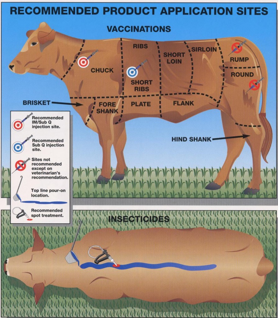 Top reasons cattle vaccines fail