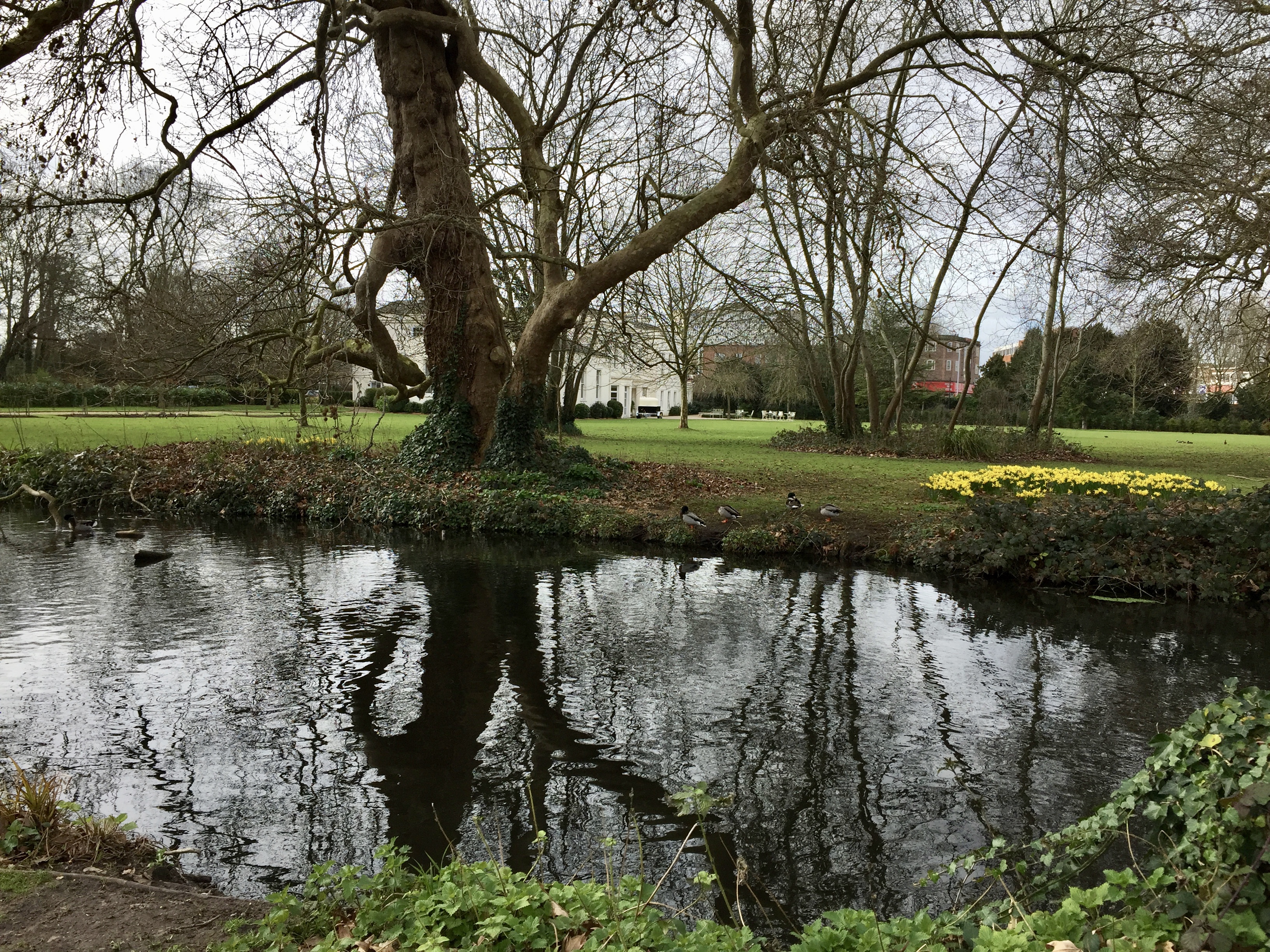 Spring blossoms are out