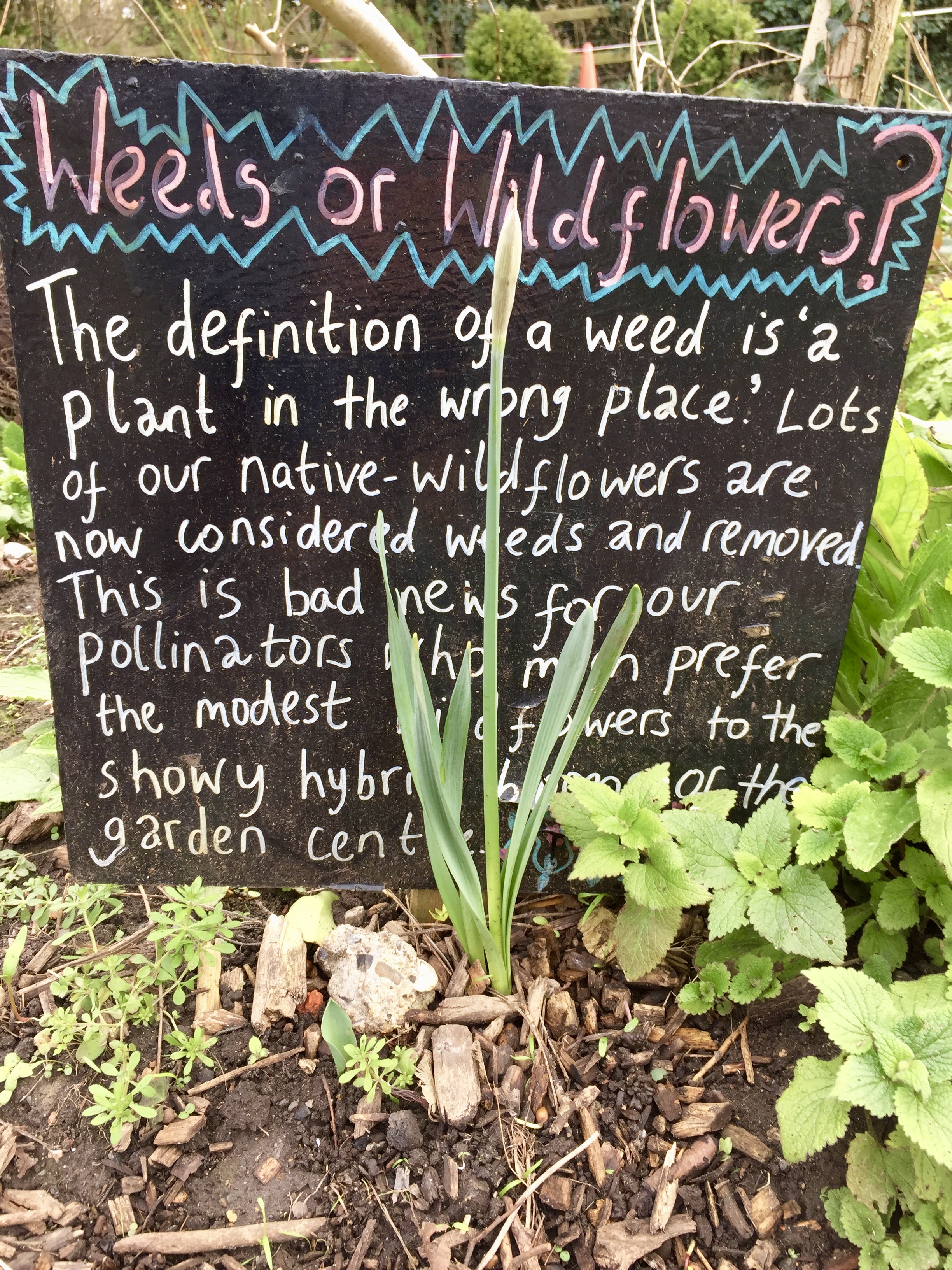 weeds