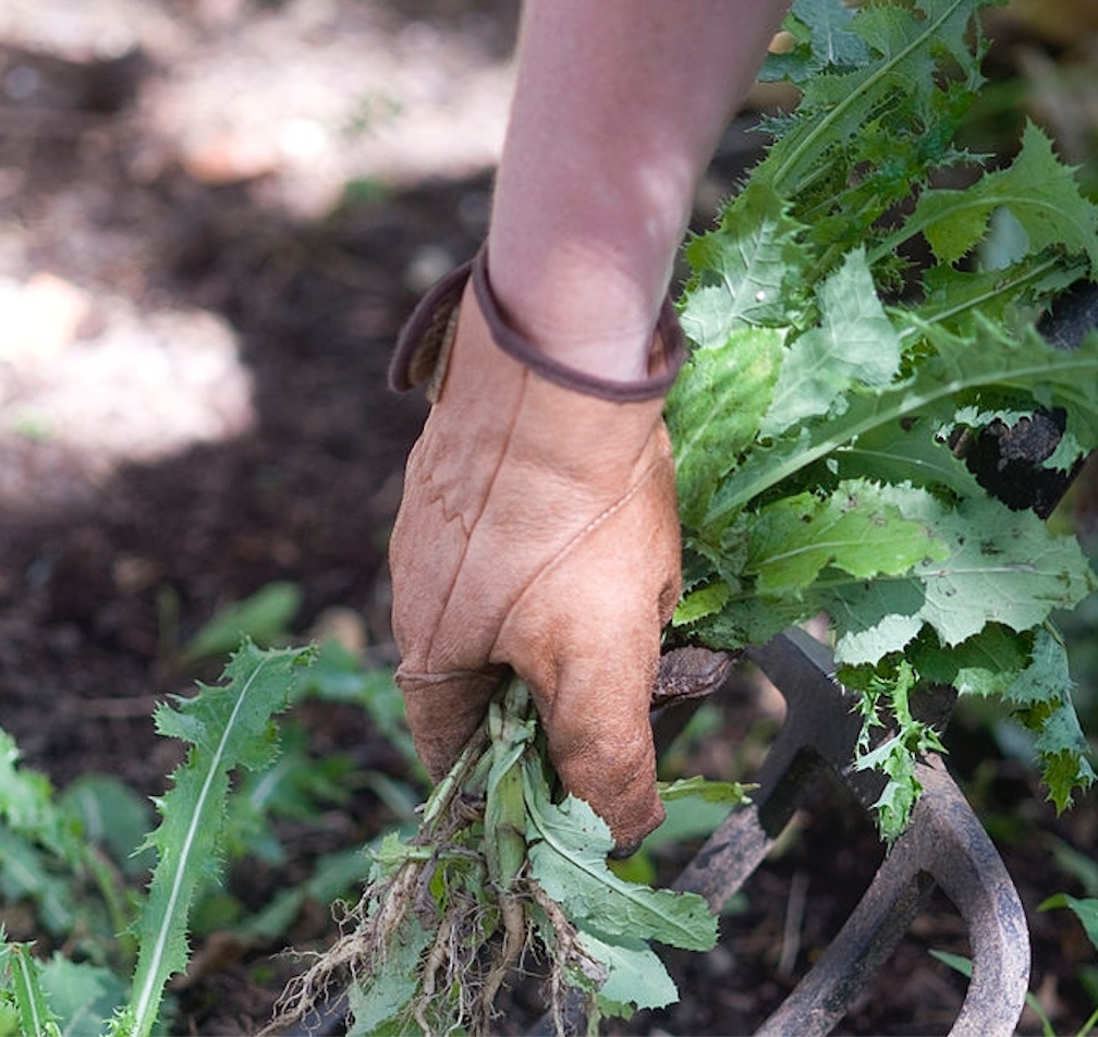 Weeding the allotment
