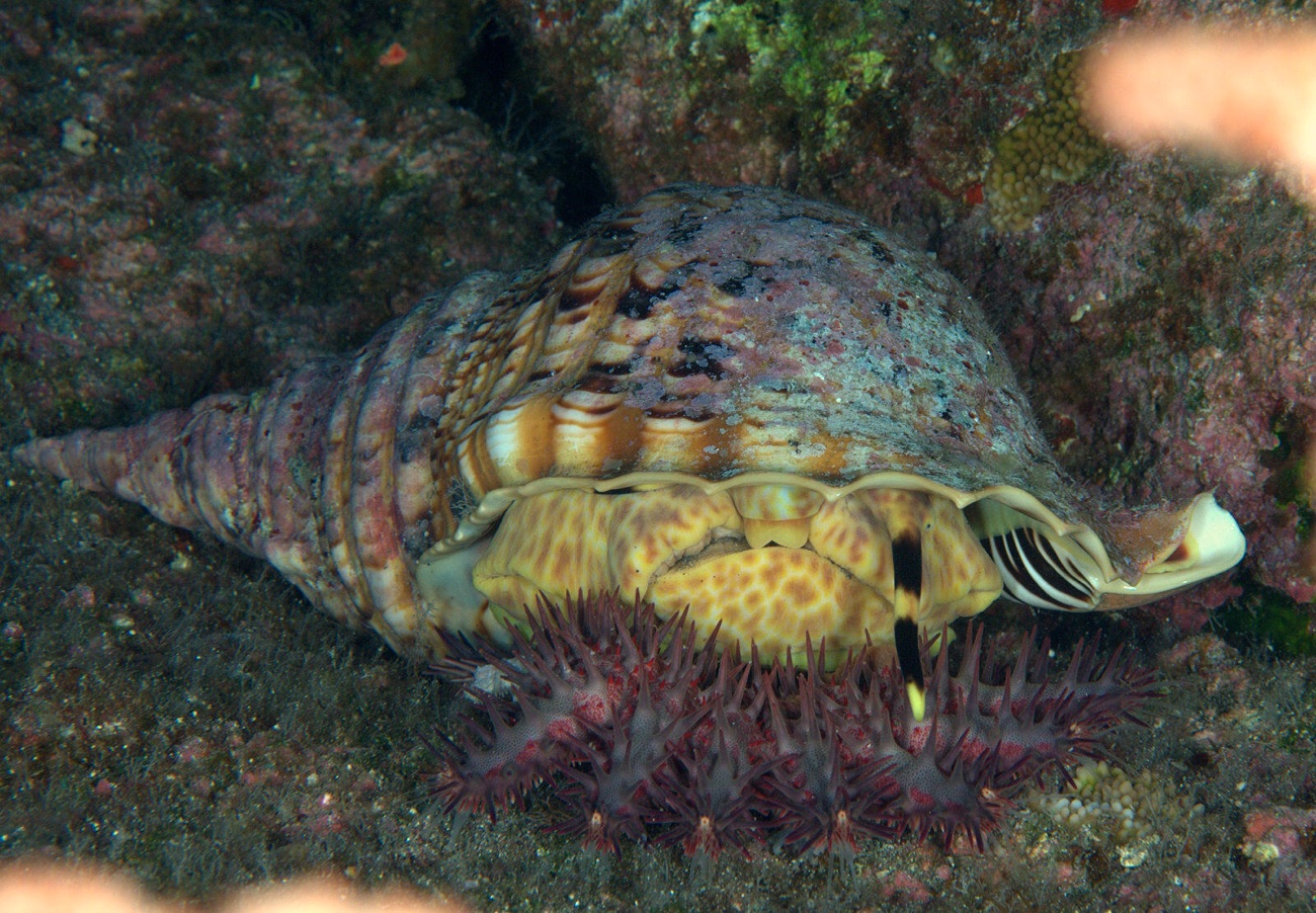 Triton snail 2