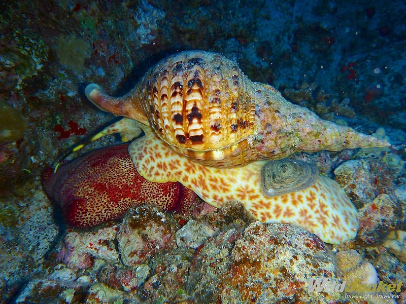Triton snail 1