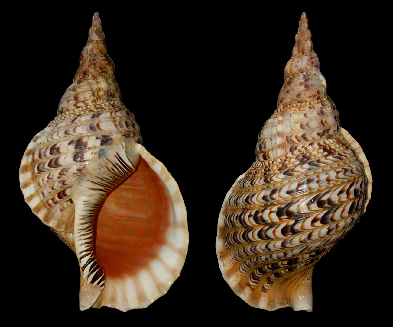 Triton snail shell