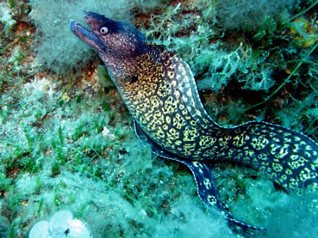 Moray eel