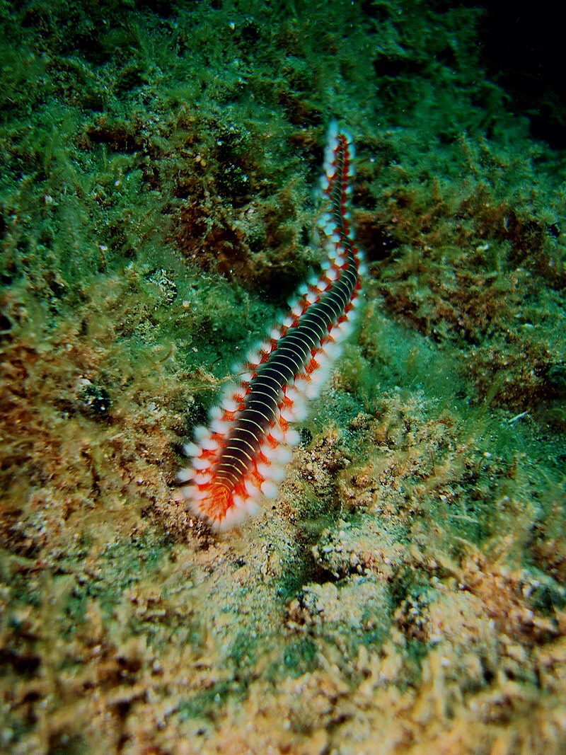 red fire worm