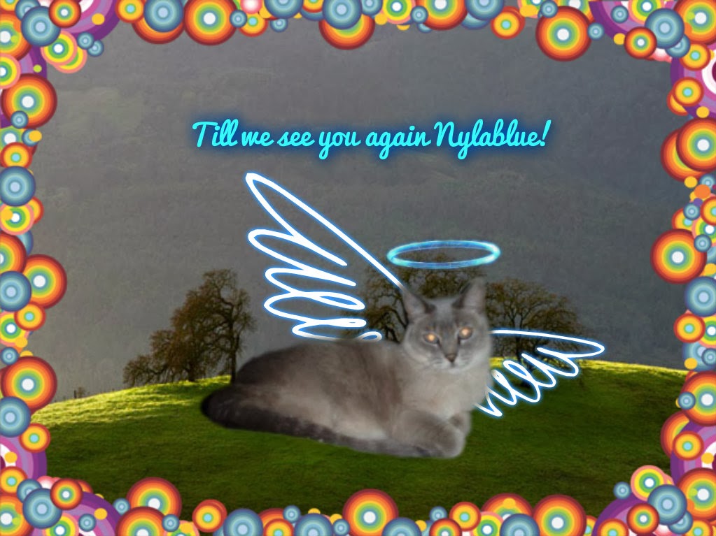 Angel Nylablue